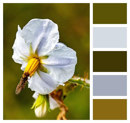 Flower Fly Sticky Nightshade Image